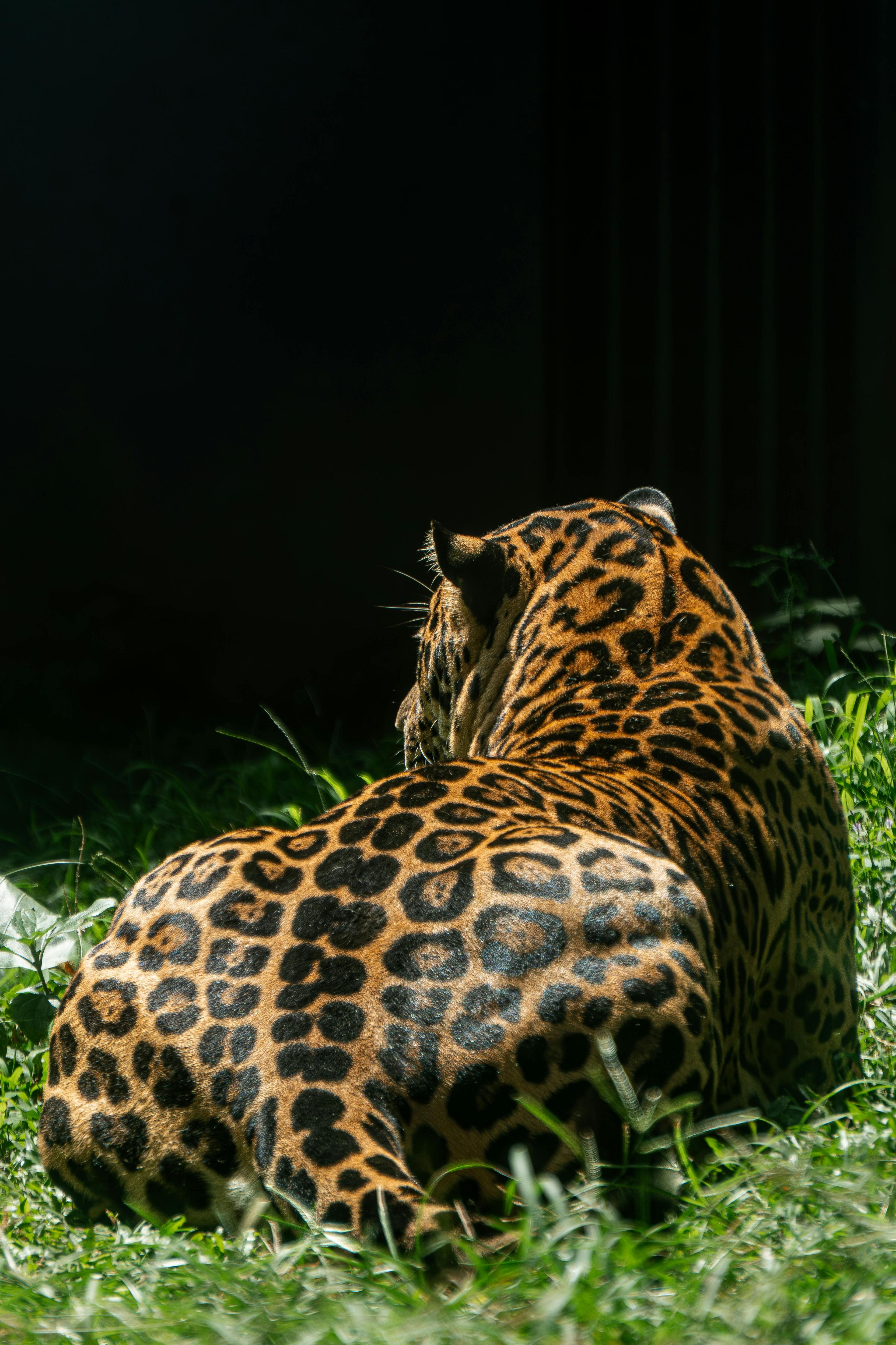 The Safa.lk guide to ethical wildlife experiences in Sri Lanka