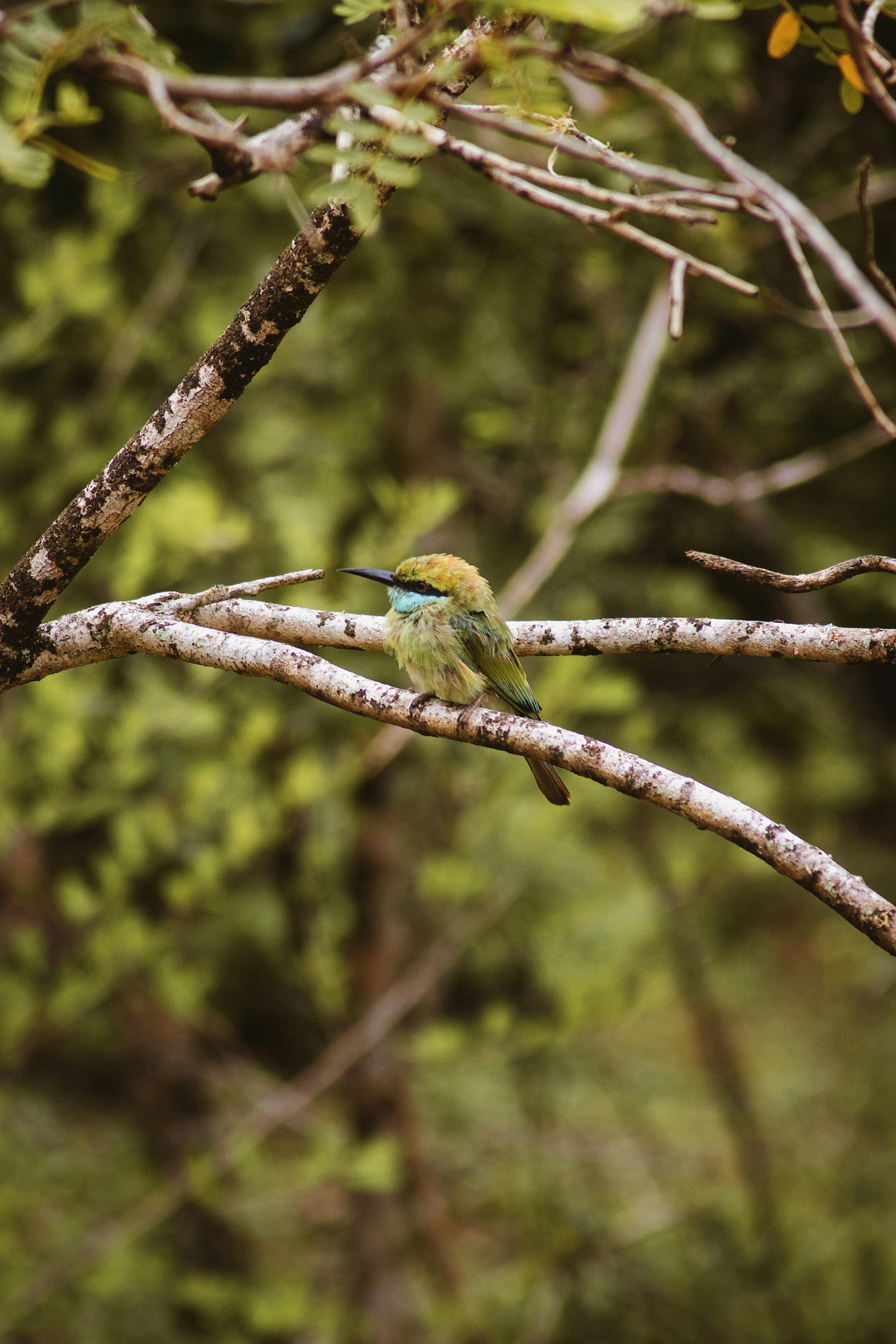 Udawalawe National Park